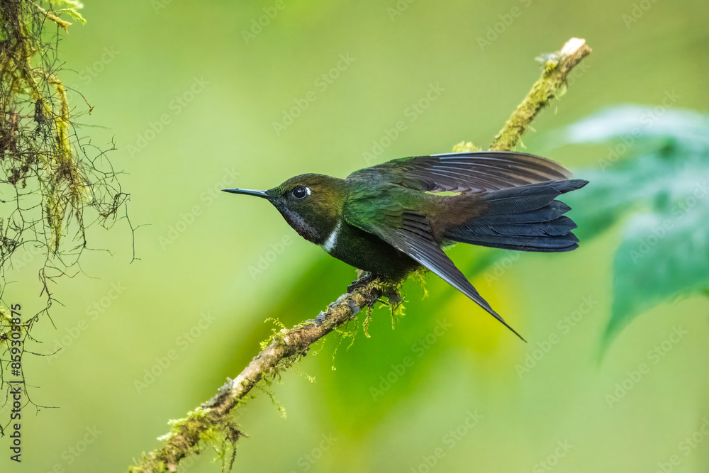 Fototapeta premium Gorgeted Sunangel, Heliangelus strophianus, hummingbird from Mindo forest, Bellavista, Ecuador. Wildlife scene from nature. Birdwatching 