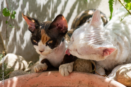 Schilderij op canvas Zwei Devon Rex Katzen im sonnigen Garten