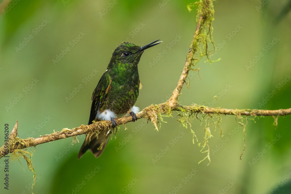 Fototapeta premium Buff-tailed coronet (Boissonneaua flavescens), on branch, 4K resolution, best Ecuador humminbirds, colibri 
