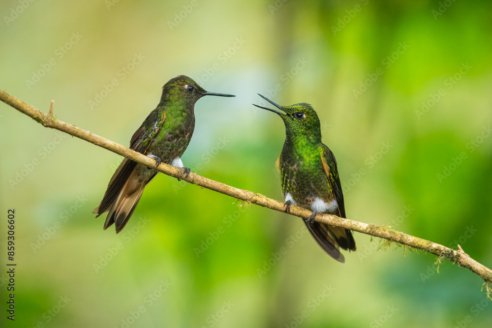 Fototapeta premium Two fighting Buff-tailed coronet (Boissonneaua flavescens), in flight, 4K resolution, best Ecuador humminbirds 