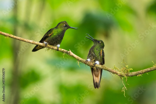 Two fighting Buff-tailed coronet (Boissonneaua flavescens), in flight, 4K resolution, best Ecuador humminbirds
 photo