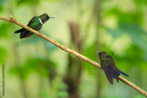 Gorgeted Sunangel, Heliangelus strophianus, hummingbird from Mindo forest, Bellavista, Ecuador. Wildlife scene from nature. Birdwatching  photo