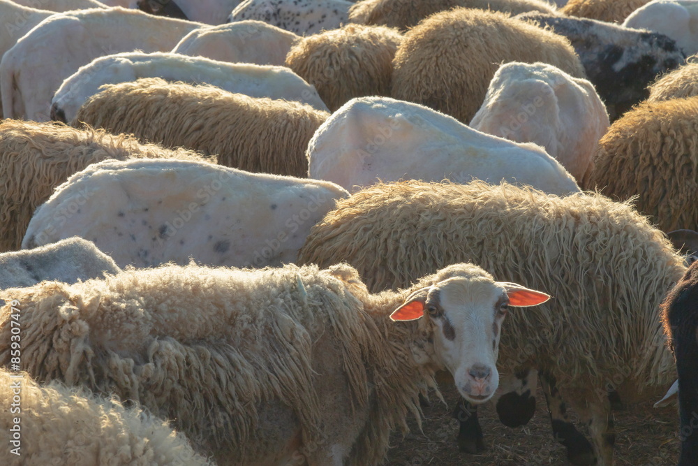 Fototapeta premium Herd of sheep
