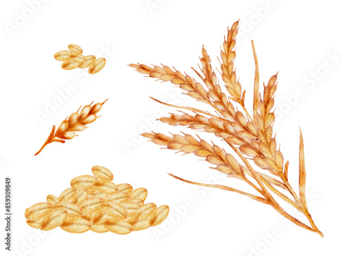 Watercolor set grains wheat, ears and seeds spikes vector cut out from background