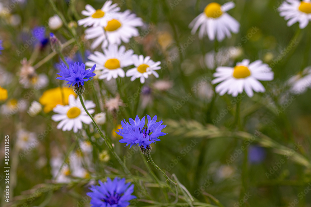 wildflower meadow with yellow and white chamomile and cornflowers blooming in city wildflower meadow with yellow and white chamomile and cornflowers blooming in city