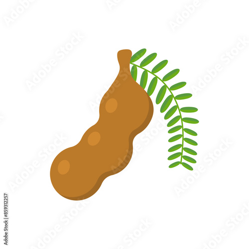 tamarind flat design vector illustration isolated on white background. Flavor spices and herbs menu template collection. Ripe brown tamarindus indica icon for package design. tropical exotic fruits