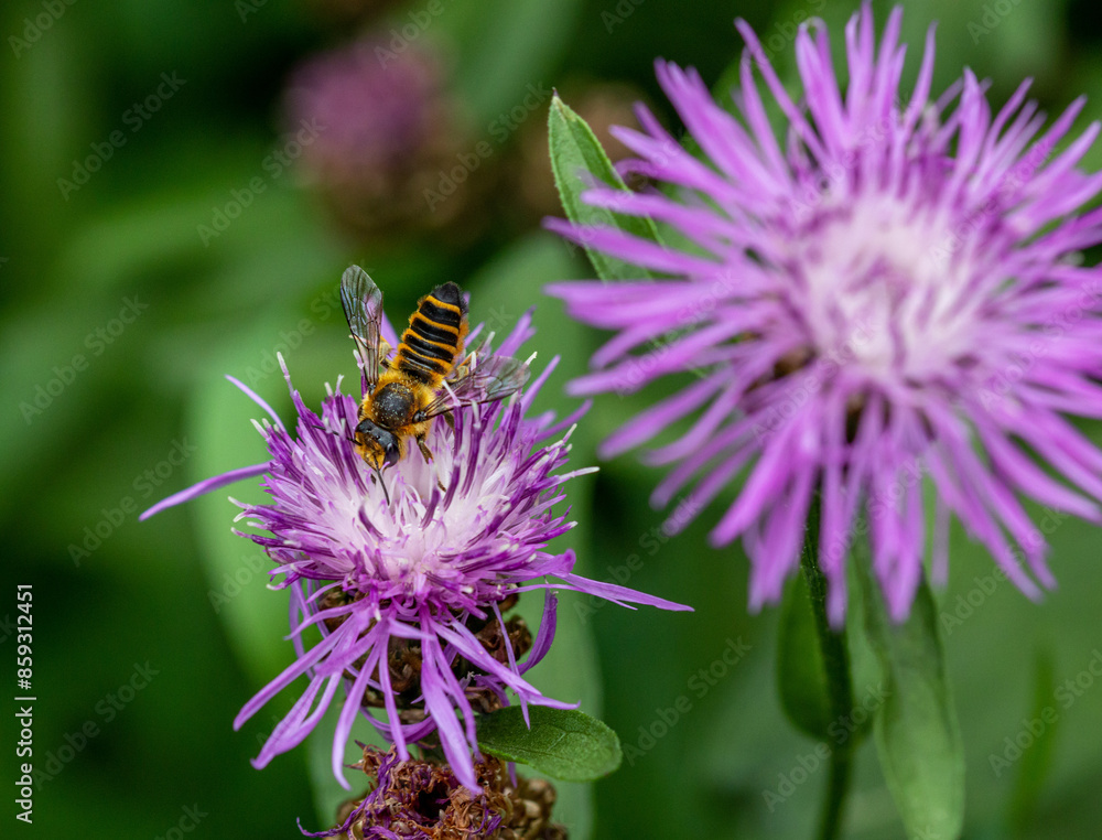 solitary leaf cutter bee Megachile melanopyga on a brown knapweed centaurea jacea blossom solitary leaf cutter bee Megachile melanopyga on a brown knapweed centaurea jacea blossom