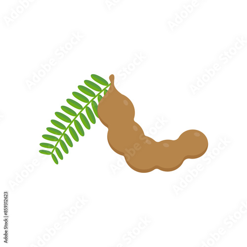 tamarind flat design vector illustration isolated on white background. Flavor spices and herbs menu template collection. Ripe brown tamarindus indica icon for package design. tropical exotic fruits