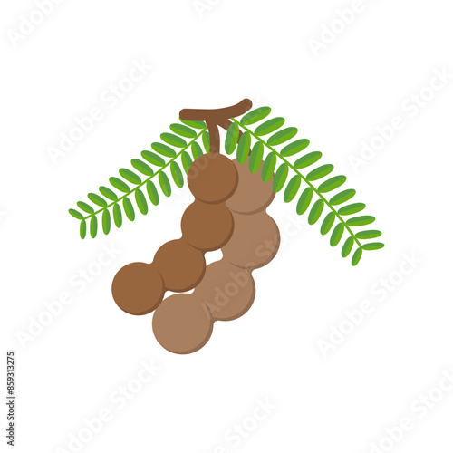 tamarind flat design vector illustration isolated on white background. Flavor spices and herbs menu template collection. Ripe brown tamarindus indica icon for package design. tropical exotic fruits