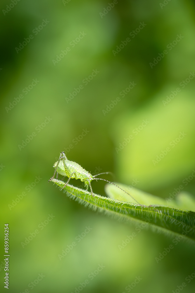 Speckled bush cricket (leptophyes punctatissima), Belgium Speckled bush cricket (leptophyes punctatissima), Belgium
