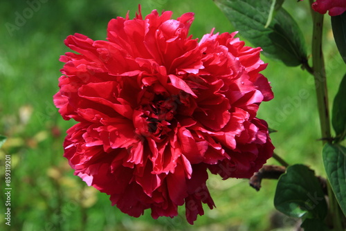 Fototapeta Naklejka Na Ścianę i Meble -  Pivoine rouge triple (paeonia latifolia Rosenfeld) face