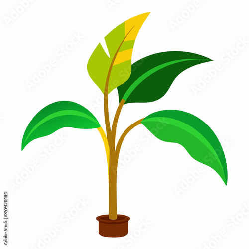 vector illustration of a banana tree