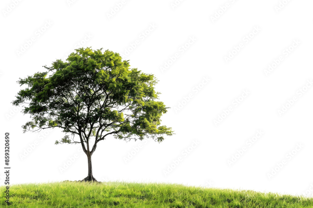Obraz premium one Green tree isolated on white, Green trees isolated on transparent background forest and summer foliage for both print and web with cut path. PNG