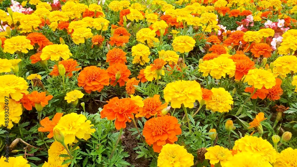 Yellow-orange flowers in the flowerbed. Carnation, aster velvet, summer flowers.