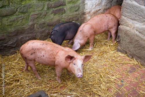 Piglets in a traditional brick pig sty, UK