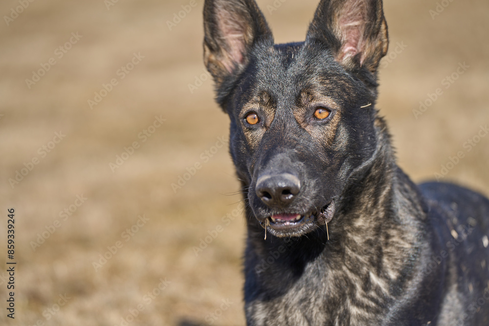 Naklejka premium Portrait of a beautiful German Shepherd dog on a meadow on a sunny autumn day on a farm in Skaraborg Sweden