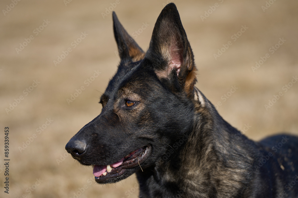 Portrait of a beautiful German Shepherd dog on a meadow on a sunny autumn day on a farm in Skaraborg Sweden Portrait of a beautiful German Shepherd dog on a meadow on a sunny autumn day on a farm in Skaraborg Sweden