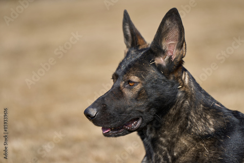 Portrait of a beautiful German Shepherd dog on a meadow on a sunny autumn day on a farm in Skaraborg Sweden