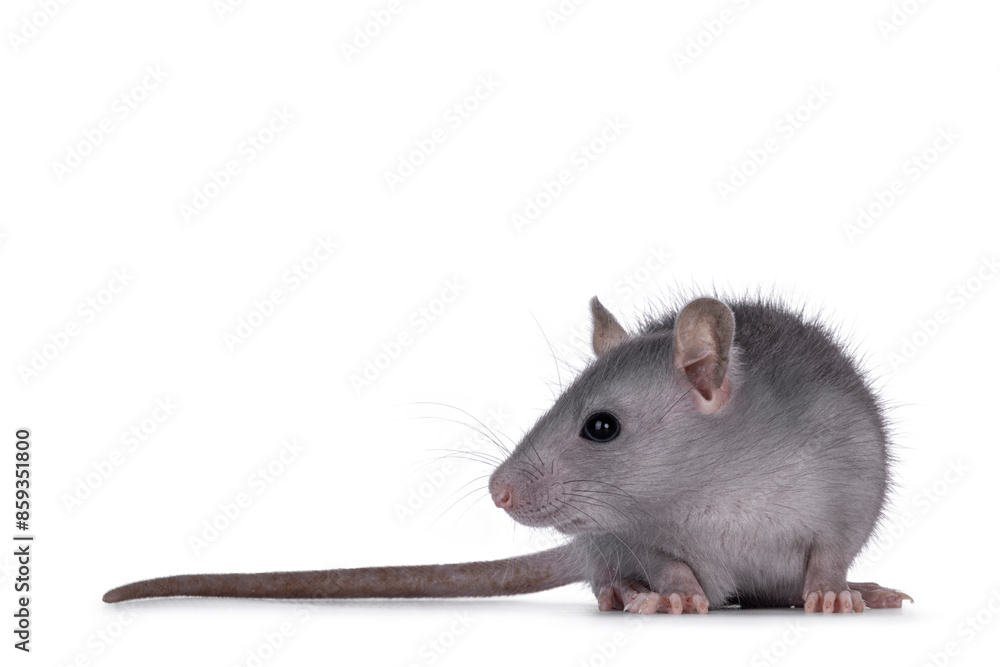 Cute detailed portrait of a young blue rat, standing facing front. Looking side ways away from camera. Isolated on a white background.. Cute detailed portrait of a young blue rat, standing facing front. Looking side ways away from camera. Isolated on a white background..