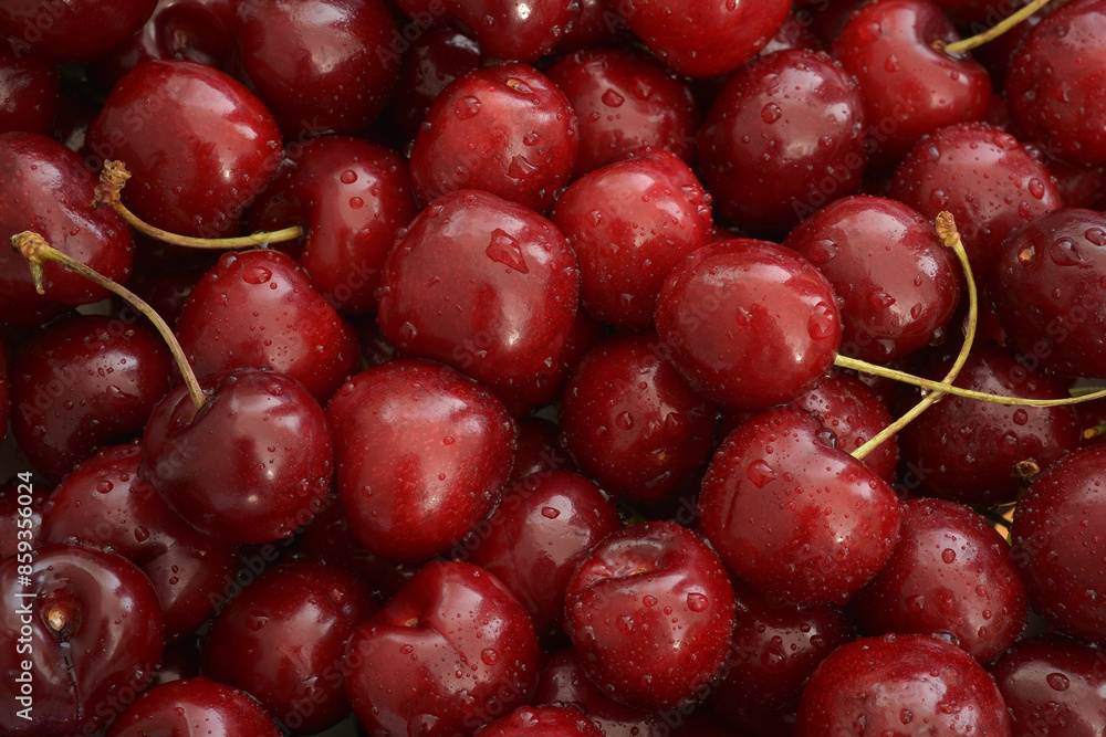 Close up photograph of a group of nutritious washed dark red cherries with waterdrops. Sweet and sour cherries contain antioxidants, polyphenols, anthocyanins. Healthy eating concept. Background. Close up photograph of a group of nutritious washed dark red cherries with waterdrops. Sweet and sour cherries contain antioxidants, polyphenols, anthocyanins. Healthy eating concept. Background.