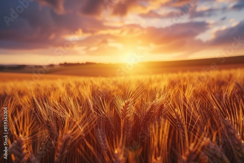 Golden wheat field at sunset with dramatic skies, capturing the beauty of nature and agriculture. Perfect for backgrounds and scenic views.