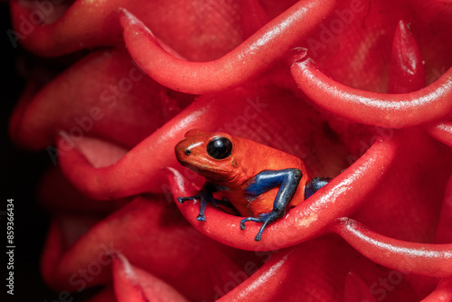 Strawberry poison-dart frog, Oophaga pumilio from the tropical rain forest of Costa Rica photo