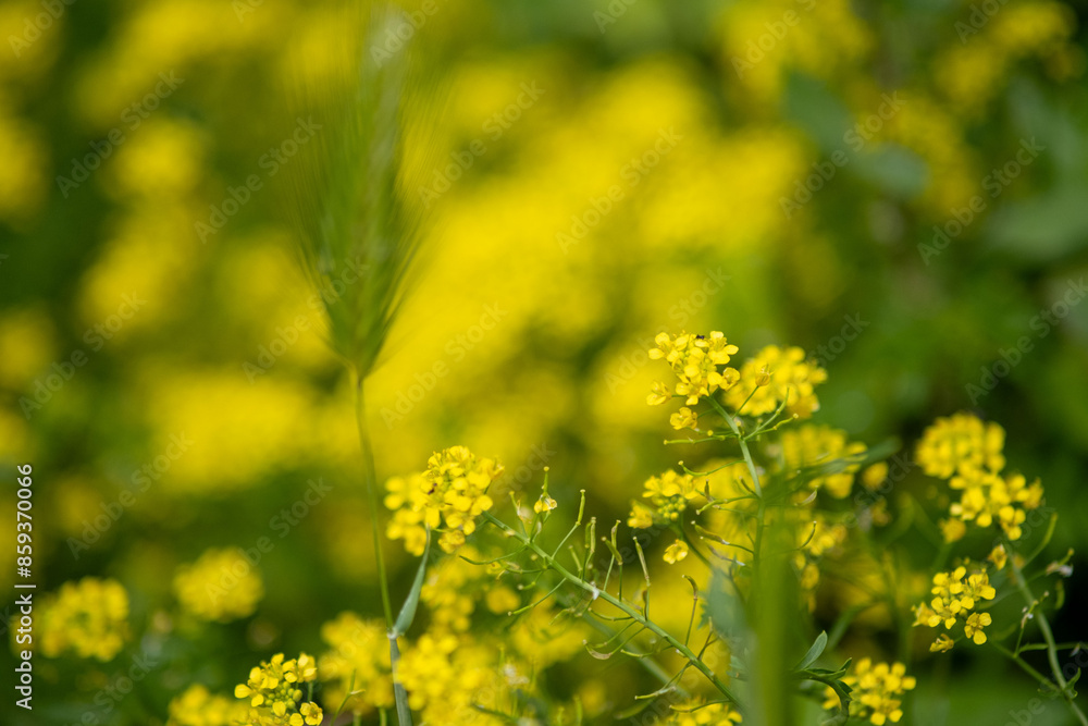 yellow flowers in the meadow yellow flowers in the meadow