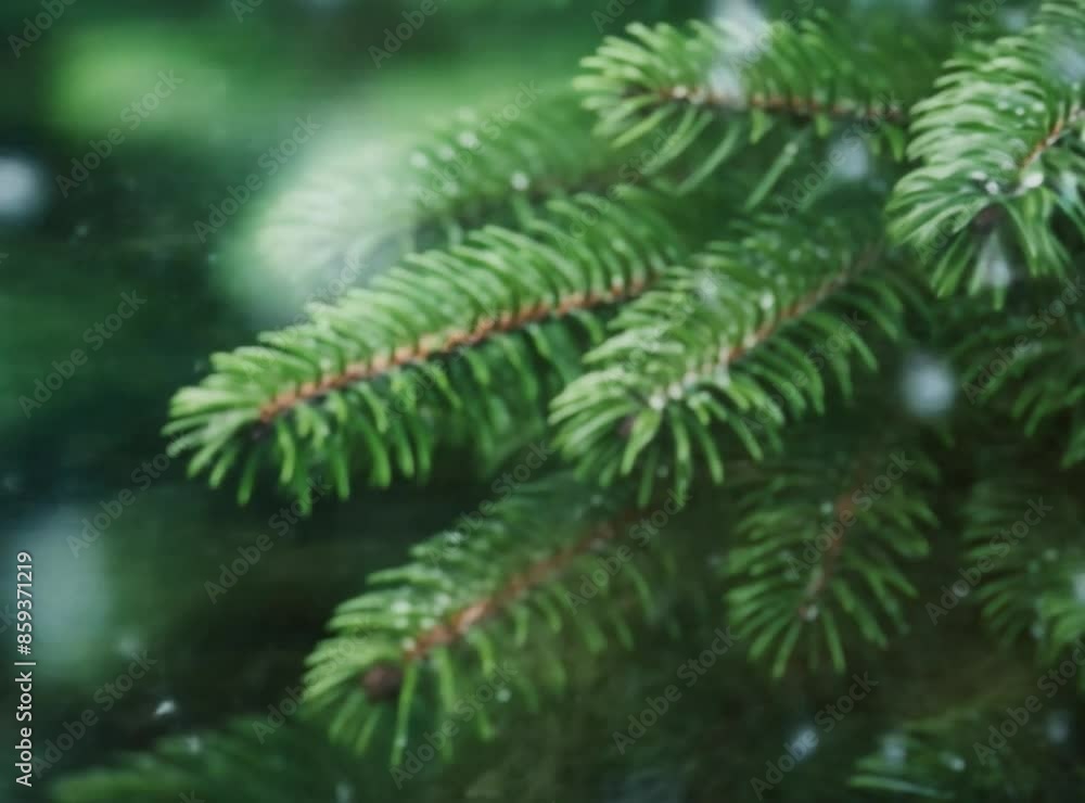 Vibrant green spruce tree branches with fresh water droplets clinging to needles after the rain, showcasing the beauty of nature Vibrant green spruce tree branches with fresh water droplets clinging to needles after the rain, showcasing the beauty of nature