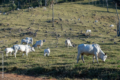 Zebu cattle, of the Nelore breed, in the pasture on the hill, in the light of dusk. Sao Paulo state, Brazil