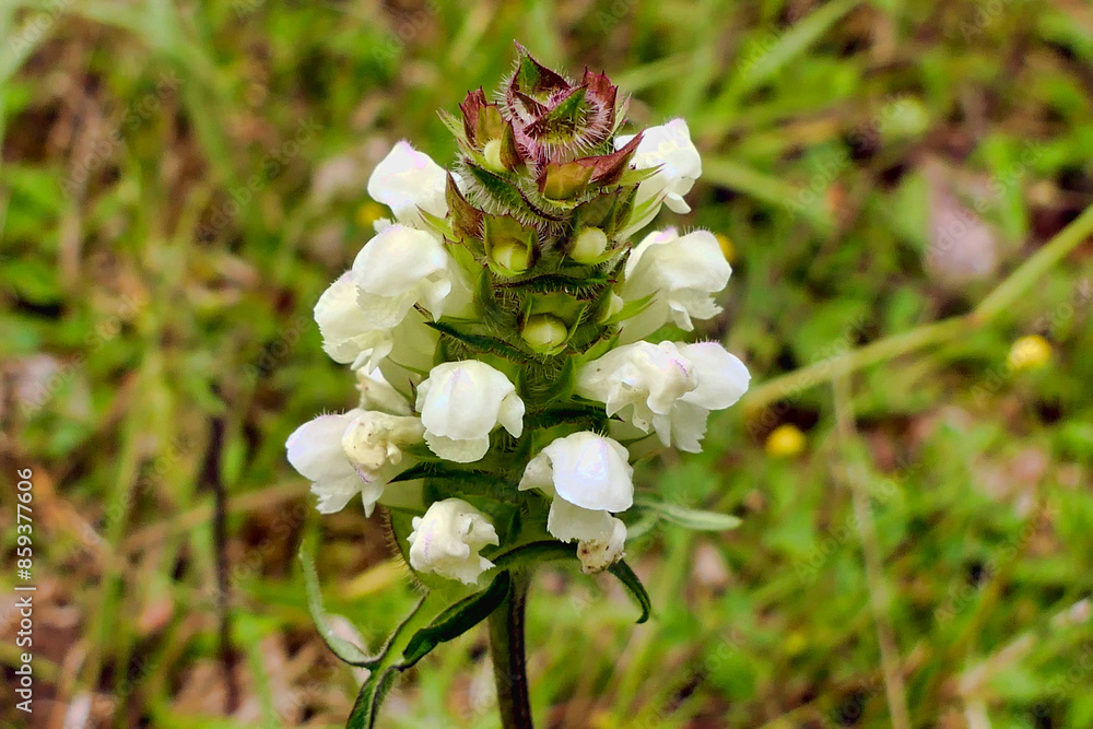 Close up of a Cut-leaved self-heal (Prunella laciniata) wild flower in a meadow
Close up of a Cut-leaved self-heal (Prunella laciniata) wild flower in a meadow
