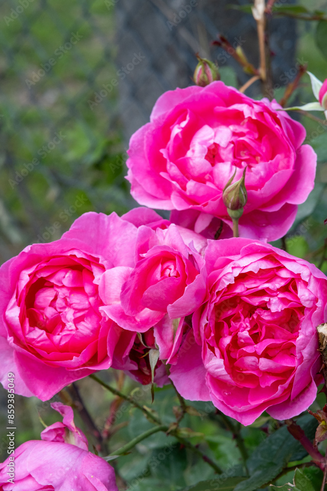 Obraz premium pink blooming peonies on green background