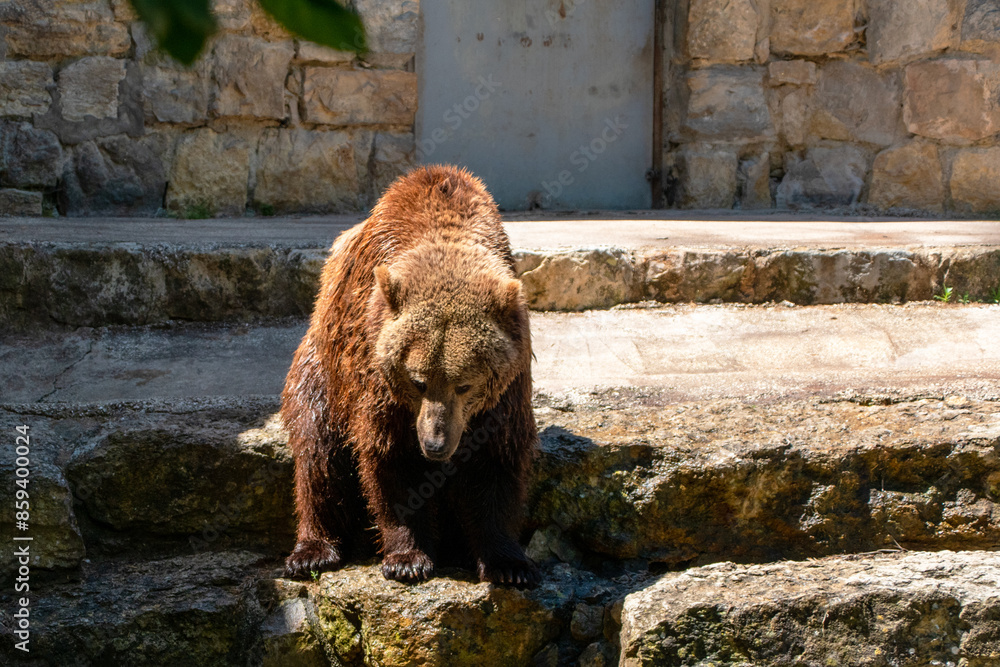 Obraz premium Brown bear in the zoo. Wildlife scene from nature. Big brown bear 