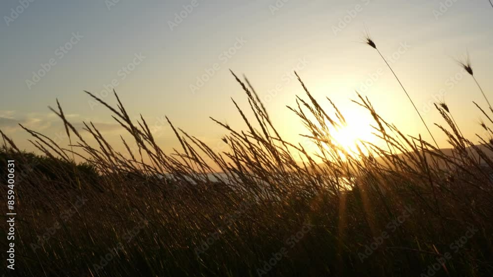 The tranquil enchantment of the golden hour gives a soft touch to the grass against the backdrop of the coast. High quality 4k footage The tranquil enchantment of the golden hour gives a soft touch to the grass against the backdrop of the coast. High quality 4k footage