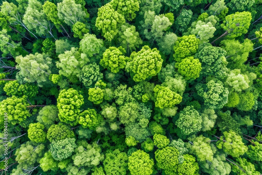 Verdant treetop canopy from aerial perspective Verdant treetop canopy from aerial perspective