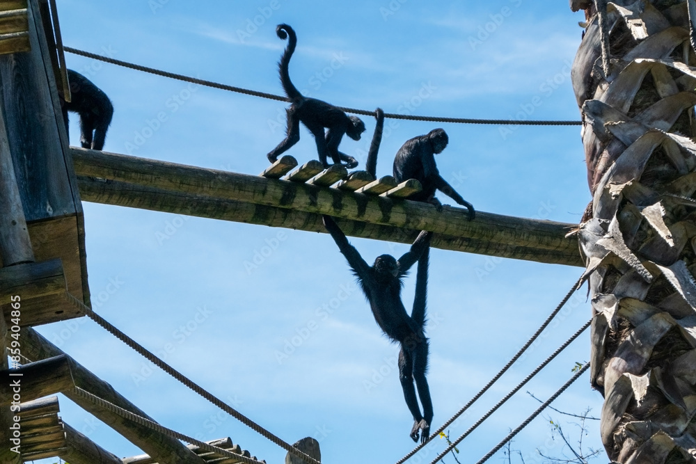 Obraz premium Monkeys climbing on a rope in a zoo. A group of monkeys on a rope.