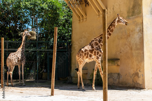 Photography Two giraffes in the zoo
