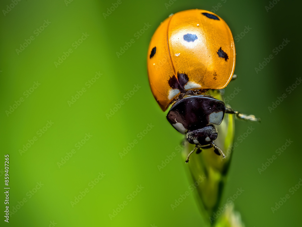 Ladybird on green leaf Ladybird on green leaf