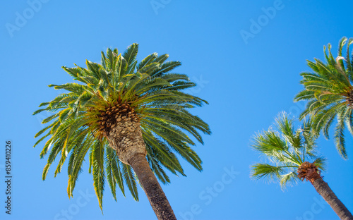 Californian palm trees under a blue sky in Los Angeles