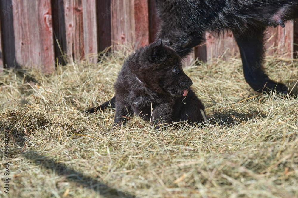 Beautiful German Shepherd puppies playing in their enclosure on a sunny spring day on a farm in Skaraborg Sweden Beautiful German Shepherd puppies playing in their enclosure on a sunny spring day on a farm in Skaraborg Sweden