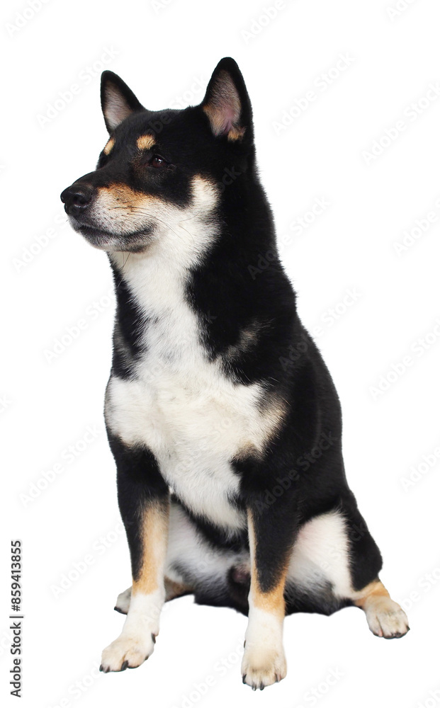 isolate portrait black and tan shiba inu on white background, For use in illustrations, Background image or copy space. isolate portrait black and tan shiba inu on white background, For use in illustrations, Background image or copy space.