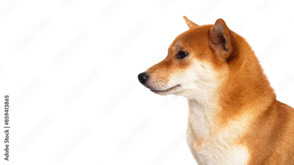 isolate portrait red shiba inu on white background, For use in illustrations, Background image or copy space.
isolate portrait red shiba inu on white background, For use in illustrations, Background image or copy space.