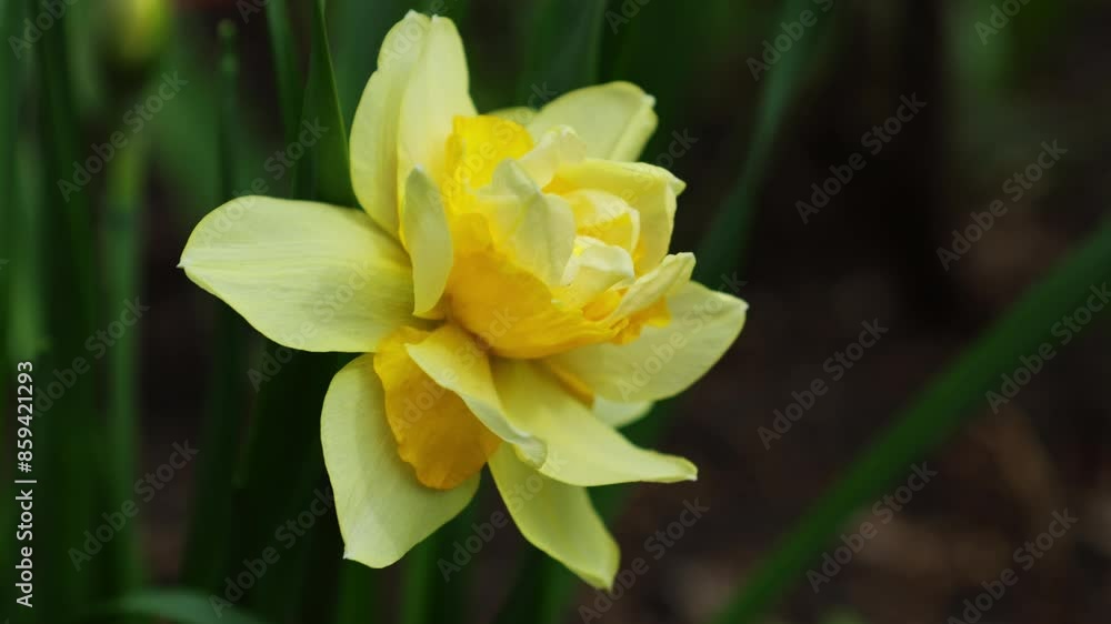 Bright narcissus bud close-up against a background of dark greenery Bright narcissus bud close-up against a background of dark greenery