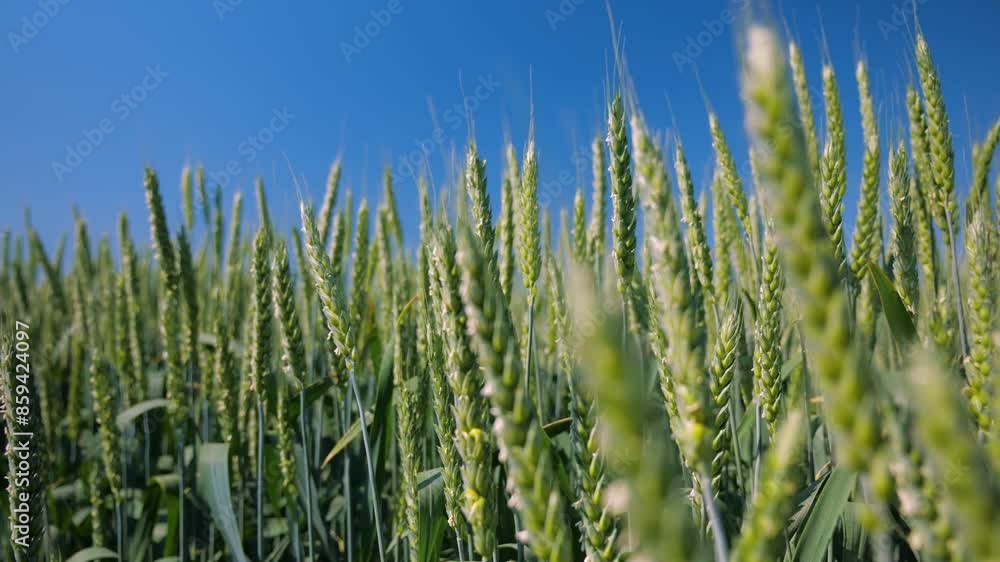 ukraine. field of green wheat ears in the wind under a blue clear summer sky. agriculture. fertile soil ukraine. field of green wheat ears in the wind under a blue clear summer sky. agriculture. fertile soil