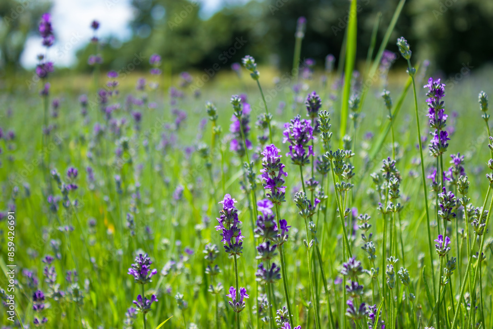 Obraz premium Romantic lavender landscape on summer sun light. Eco farming of lavender
