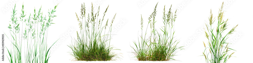 Collection of Nature tall meadows grass isolated on transparent or white background Collection of Nature tall meadows grass isolated on transparent or white background
