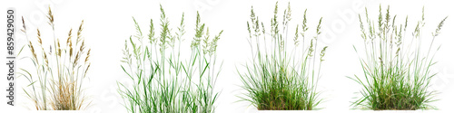Collection of Nature tall meadows grass isolated on transparent or white background © Luckygraphics