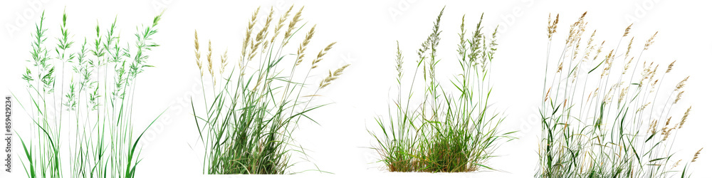 Collection of Nature tall meadows grass isolated on transparent or white background Collection of Nature tall meadows grass isolated on transparent or white background