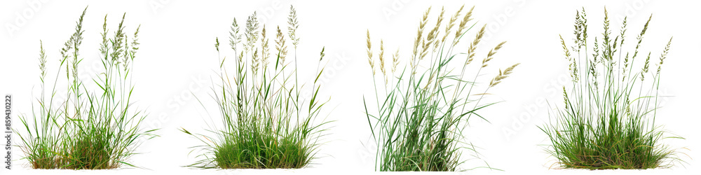 Collection of Nature tall meadows grass isolated on transparent or white background Collection of Nature tall meadows grass isolated on transparent or white background