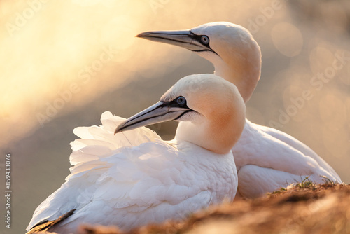 Beautiful northern gannet couple at sunset in orange light with blurred background photo