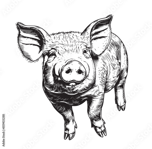 Vector illustration of pig in graphic style, hand drawing